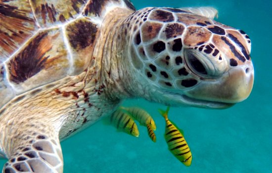 Dive Maldives